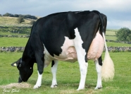 Sterndale CB Allen Ghost EX92 Embryos Selling in the Tag Sale