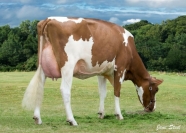 Sterndale Ruby Red EX93 - SELLS