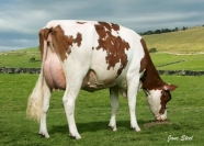 Sterndale Advent Rosemary Red ET EX91