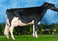 Sterndale Shottle Papoose EX94 (2) - maternal sister to G.d.