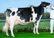 Peak Goldwyn Rhapsody EX95 (2E) - Our Highest Classified Cow