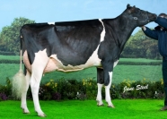 Sterndale Atwood Noel VG88 2YR - Her Polled Son SELLS
