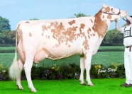 Red & White Champion Sterndale Talent Jodie Red EX92