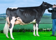 Sterndale CL Ghost EX91 - Full Sister