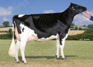 Willemshoeve Atwd Baily 653 VG88 2yr