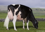Sterndale Jasp Papoose EX91 - Daughter and Full Sister Sell
