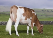 Maternal Sister to Lot 11 Sterndale Adventure Triuna Red VG88