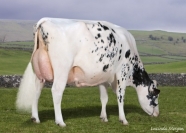 Sterndale Shottle Ghost - All Britain Reserve Champion