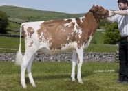 Sterndale RR Promis Red - Sells