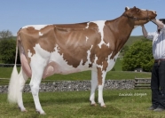 Sterndale Advent Noel Red VG89 3YR - Her Ladd P Daughter SELLS