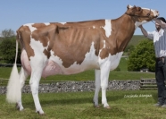 Sterndale Airys Advent Red EX93