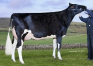 Sterndale Atwood Papoose VG88 2YR - Dam Sells