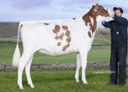 Sterndale Alchemy Noel Red - Her Embryos SELL