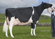 Sterndale Atwood Noel VG89 - Reserve Champion