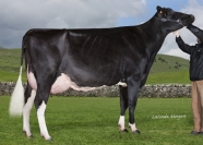 Sterndale Seagual Ghost EX90