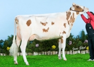 Sterndale Miss Rose Red VG87