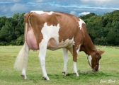 Full Sister to Dam:  Sterndale Ruby Red EX90