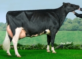 Peak Gold Rhapsody EX94 - All Britain Champion Mature Cow 2015