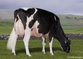 Sterndale Jasp Papoose VG89
