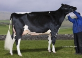 Sterndale Shot Ghost EX90 - Embryos SELL