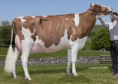 Sterndale Airys Advent Red ET EX92