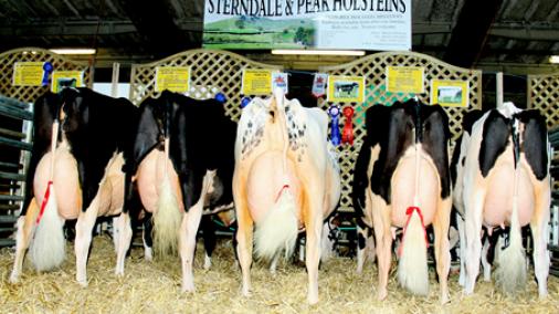 Sterndale Holsteins at the Dairy Expo